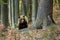 Brown bear walking in forest in springtime nature.