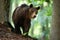 Brown bear walking in forest in summertime nature.