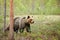 Brown bear walking in a foret.