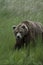 Brown Bear walking through grass