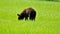 a brown bear walking through a lush green field of grass