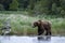 Brown Bear walking on river bank