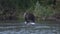 Brown bear walking on river, looking around in search of food - red salmon fish during spawning of sockeye s