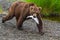 Brown Bear Walking With Salmon in Mouth