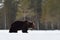 Brown bear walking on snow after hibernation