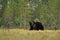 Brown bear walking in the wild taiga landscape forest in the background