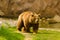 Brown bear walking in the zoo