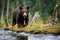 Brown bear walks along the bank of a mountain river in a natural environment