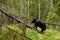 Brown bear walks on a fallen tree in primeval forest. Bear in forest