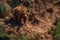 Brown bear watches from steep rocky outcrop