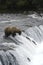 Brown bear watching fish jump