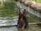 Brown bear in water