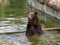 Brown bear in water