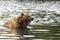 Brown bear in water growls menacingly. Kamchatka, Russia.