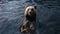 A brown bear in the water in a river in the lake swims and catches fish,a smiling bear is a living real.