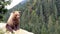 Brown bear in the wild, in its natural habitat in the Carpathian mountains