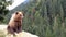 Brown bear in the wild, in its natural habitat in the Carpathian mountains