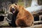 Brown Bear Yawning