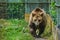 Brown bear at the zoo walking towards photographer - Brown bear in his enclosure - urs la gradina zoologica