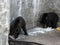 Brown bears