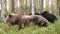 Brown bears in the autumn forest.