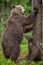 Brown bears. She-bear and bear-cub in the summer forest. She-bear standing on his hind legs. Green Forest Natural Background.