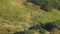 Brown bears feeding on grass in High Tatras