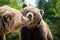 Brown bears in forest, giving a kiss