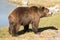 Brown Bears having fun, playing on the ground and in the water. Brown Bear sits watching