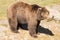 Brown Bears having fun, playing on the ground and in the water. Brown Bear sits watching