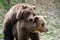 Brown bears mating in forest