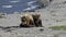 Brown bears mother and cub resting