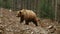 Brown Bears play in the reserve