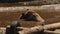 Brown Bears play in the reserve in the pond