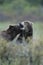 Brown bears playing