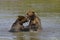 Brown Bears Playing in the water