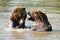 Brown bears playing in water