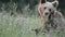 Brown bears, Transylvania, Romania