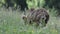 Brown bears, Transylvania, Romania