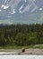 Brown Bears walking on shoreline