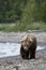 Brown Bears walking on shoreline