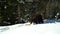 Brown bears in the winter forest. A big bear strolls through white snow.