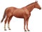 Brown beautiful horse. White back legs, a long tai