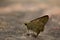 brown beautiful wing butterfly suck water on the rock