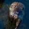 brown beaver looked up looking into eyes.cute