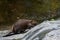 Brown beaver standing on rocky ground