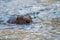 Brown beaver swimming on the lake