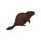 Brown beaver wild forest animal vector Illustration on a white background