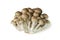 Brown beech mushroom isolated on white