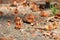 Brown beechnut macro in autumn on floor